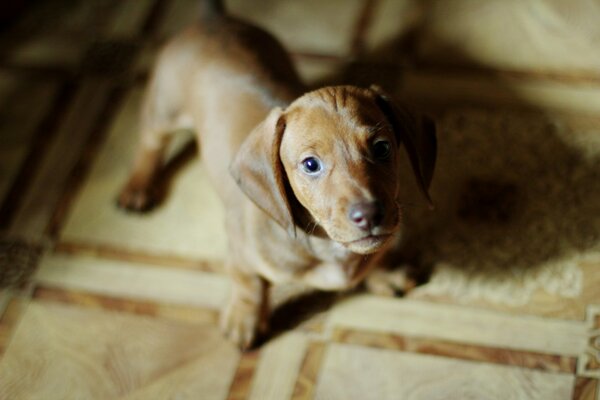 Adorable chiot regarde fidèlement