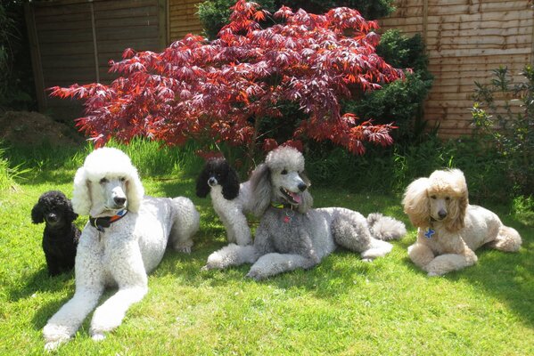 Five poodles are sitting on the grass under a bush