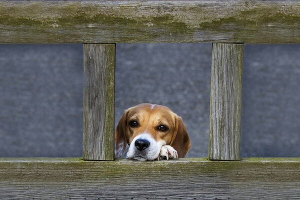 The puppy is watching from behind the fence