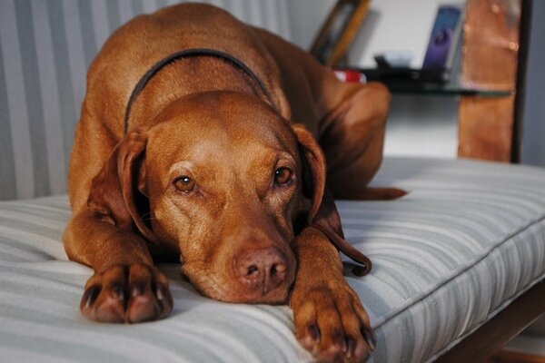 Der rothaarige Hund sehnt sich nach dir