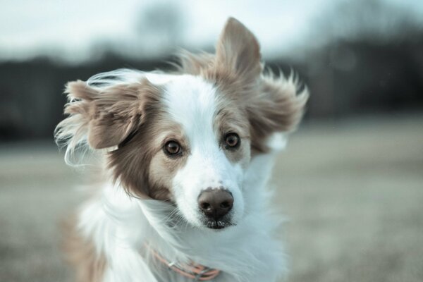 Shaggy dog looks at the camera in a jump