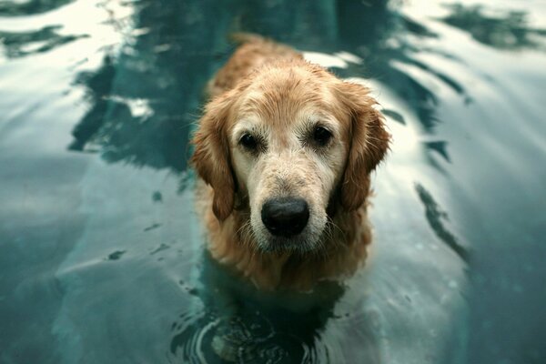 A red-haired dog is standing in the water