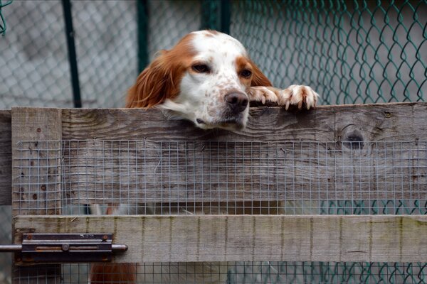 Perro sentado en una jaula detrás de una cerca