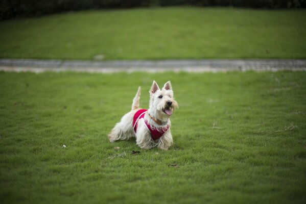 Terrier court sur la pelouse