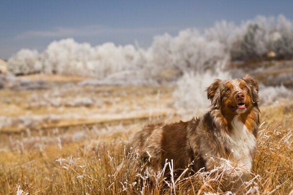 Perro caminando en la naturaleza en el campo