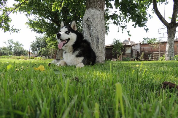 Husky siberiano sul prato che riposa