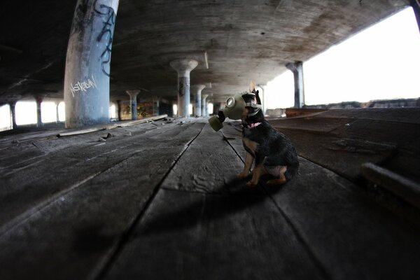 Perro con máscara de gas debajo del viaducto