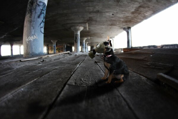 Hund in einer Gasmaske in der Sperrzone