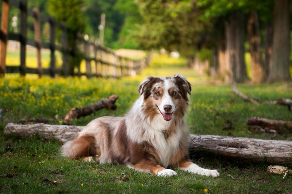 Freundlicher Hund auf der Ranch