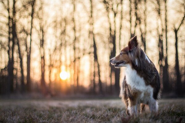 Porträt eines Hundes vor dem Hintergrund eines umherfliegenden Waldes