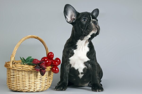 Ein französischer Bulldog-Welpe sitzt neben einem Korb