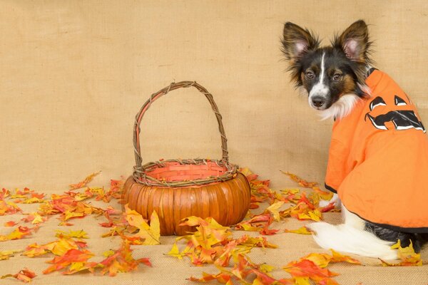 A dog in a suit sits on autumn leaves