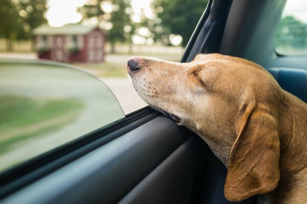 The dog fell asleep at the car window