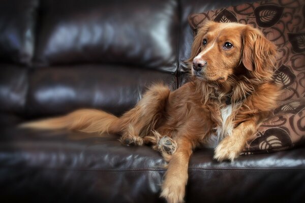 A dog on a leather sofa looks sideways