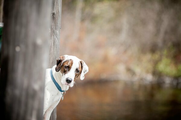 Verstecken mit dem Hund im Wald