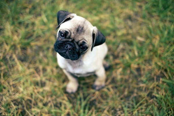 Pug puppy sitting on the grass