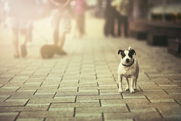 Ein Spaziergang des Hundes durch die Stadt