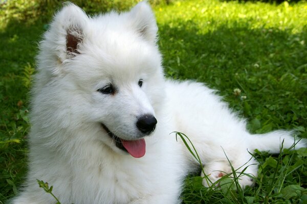 Herbe de Samoyède chiot blanc