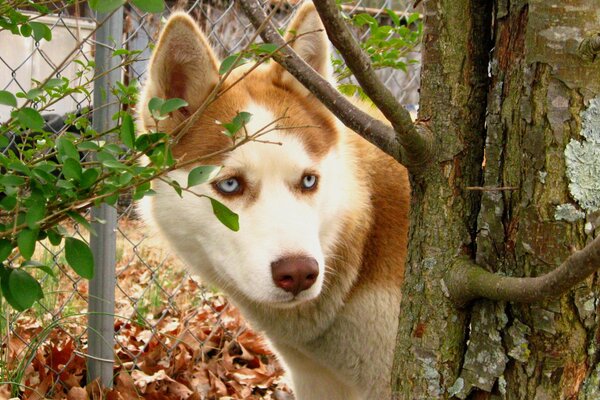 A sly dog looks out from behind a tree