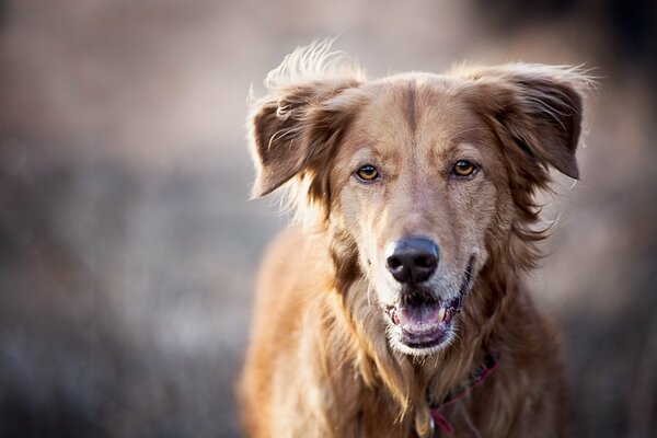 A big red dog, a loyal friend