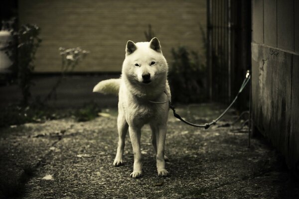 A white dog on a leash against a concrete wall