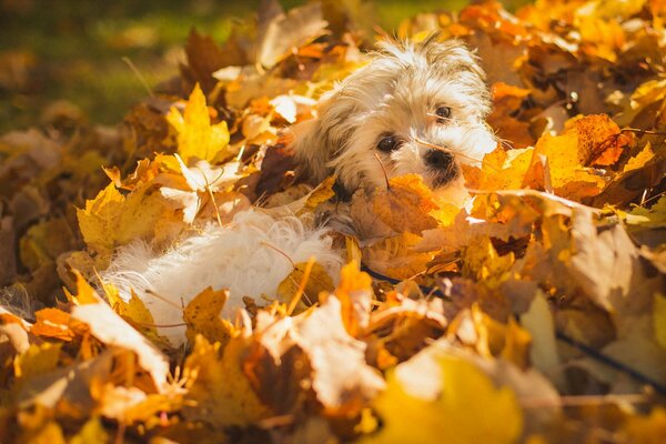 Cane che gioca nelle foglie d autunno