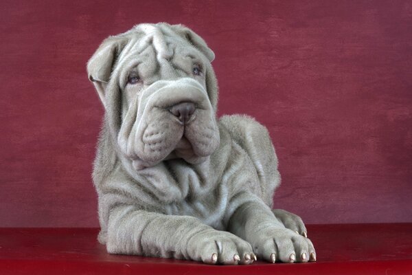 Fotogeniczny Shar Pei na pulpit