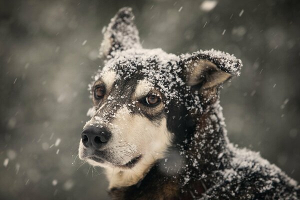 Lo sguardo più dedicato del cane