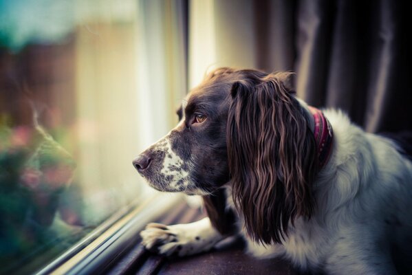 The dog looks out the window waiting