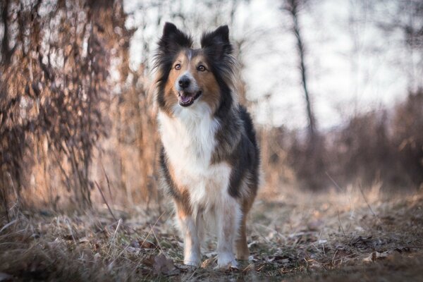 A fluffy dog in the woods looking like a collie