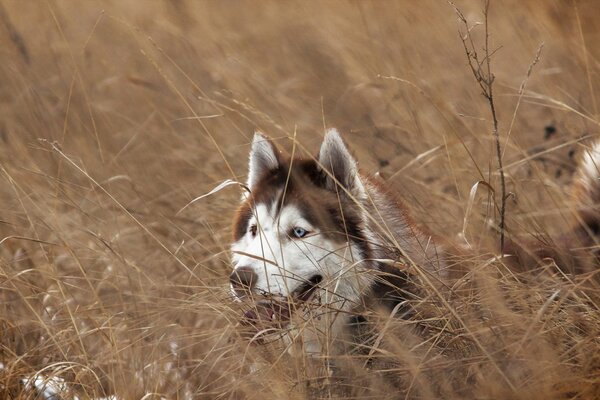 Niebieskooki Husky uśmiecha się w trawie