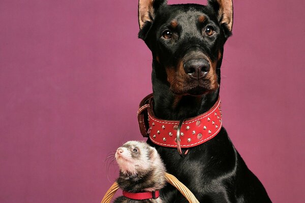 Doberman avec un furet dans un panier