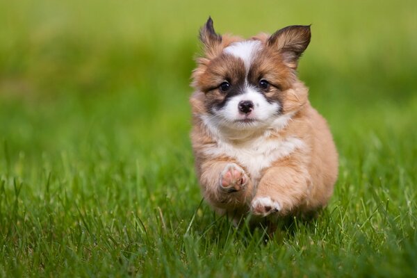 Очаровательный щенок карапуз на траве