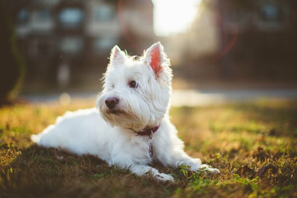 White little dog, grass lawn, summer evening