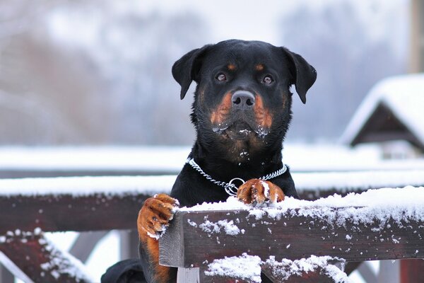 Perro guardián en invierno con collar de metal