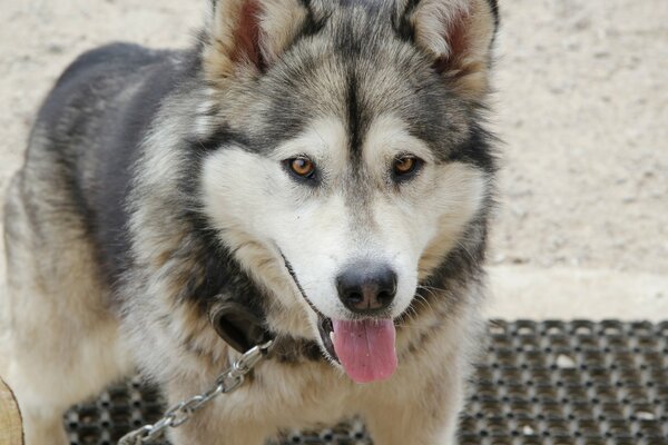 Husky al guinzaglio che sporge la lingua