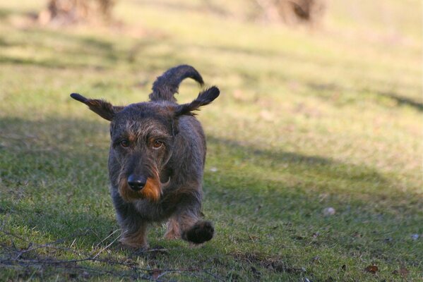 Little black dog, grass summer