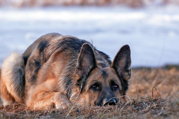 The German Shepherd is lying and looking at the camera. Dry grass, snow in the background