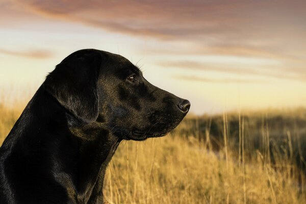 El perro negro Mira hacia otro lado