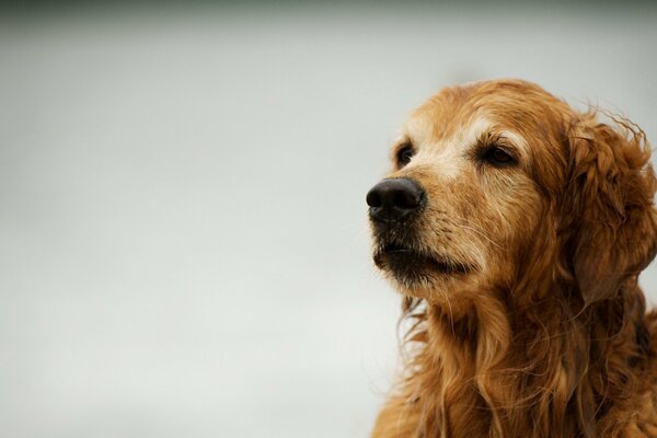 Retriever su sfondo bianco