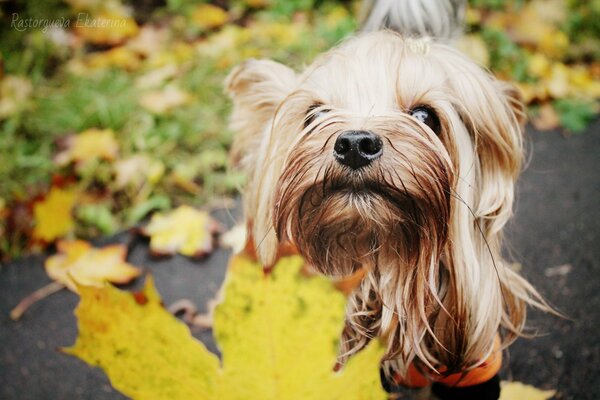 Perro en un paseo en el Jardín de otoño