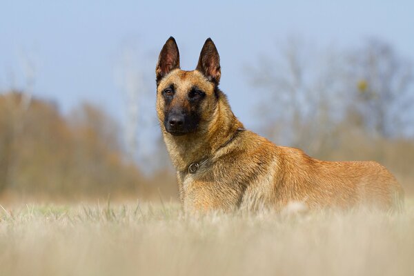 Mutiger Schäferhund, der in der Natur spazieren geht