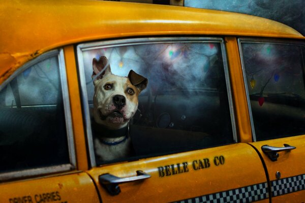 Der Hund wurde im Taxi eingeschlossen