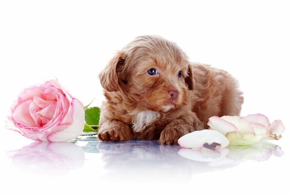 Cute puppy with flowers