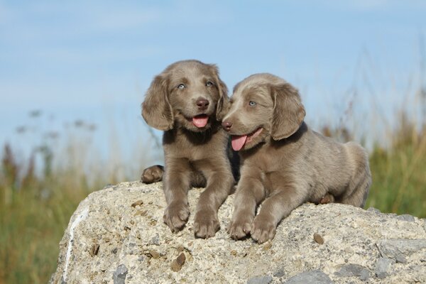 Cachorros en una piedra, el perro es amigo del hombre