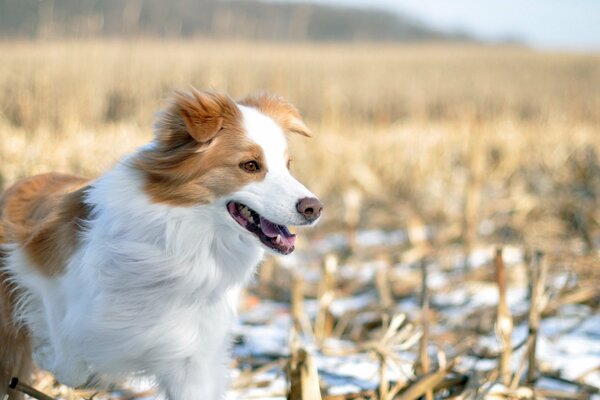 Perro blanco y rojo en invierno en el campo