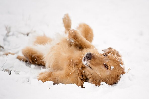Радостная собака купается в снегу