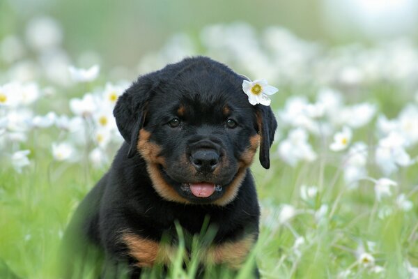 A small Rottweiler puppy with a flower in its ear is sitting in a clearing