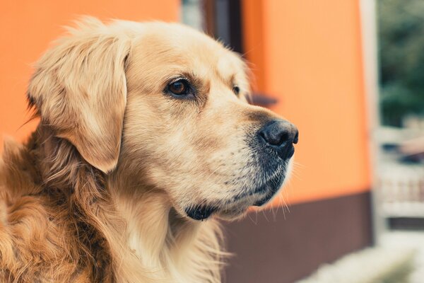 Golden Retriever spogląda tęsknie w dal