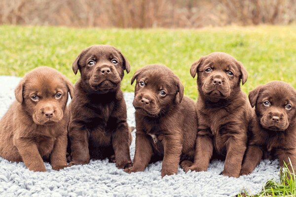 Fünf Labrador-Welpen sitzen auf einer Lichtung